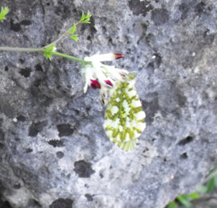 Farfalla da identificare